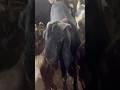 Deonar Bakra Mandi..#shorts #deonarbakra #deonarmandi #bakramandi #goats #bakra #animals #trending