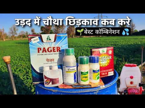 उड़द में 4th स्प्रे | Urad me 4th Spray kab kare | Urad me konsi dwai dale | उड़द में बेस्ट दवाई