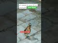 Batair ki awaaz/Quail bird sonds/бадана сойроки/صدای مادی بلدر چین/مادی بٹیر کی آواز