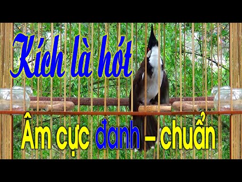 Video Tiếng chào mào hót đấu kích bổi lên lửa, luyện chào... - youtube