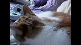 Abbys Reaction To A Whoopie Cushion Fart Best Cat Reaction Ever