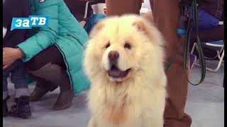 Планета ZOO// Выбираете породу щенка? Посмотрите видео! Планета ZOO// Выбираете породу щенка? Посмотрите видео!