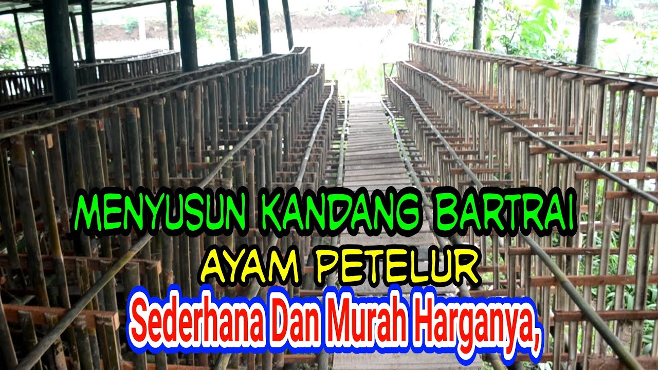 cara menyusun kandang batrai ayam petelur | sederhana dan  simpel | populasi 1250 ekor