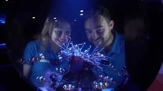 Sharks! | Curiosity Unleashed Episode Four | Scitech WA
