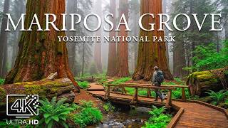 Mariposa Grove 4K – Majestic Eternal Woodlands, Primeval Skies & Colossal Views screenshot 5