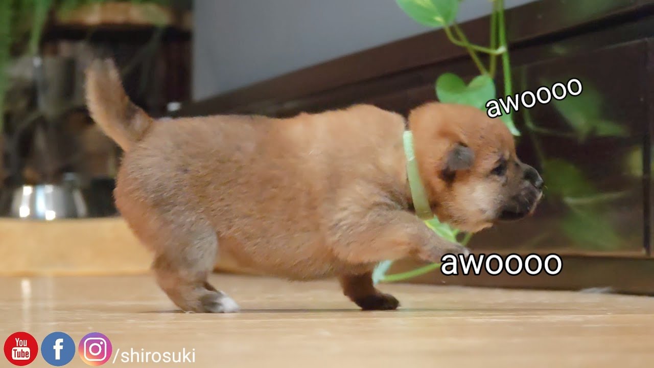 очень драматичная девушка