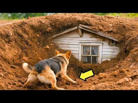 PERRO CAVÓ UNA CASA ENTERRADA… Y LO QUE ENCONTRARON ADENTRO DEJÓ A TODOS EN SHOCK