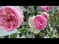 The grand garden tour of roses 