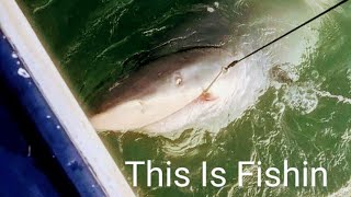 Big Bullshark Moreton Bay Perfect Release Ep.156