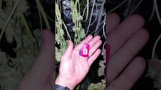 Plant genocide shout out to my homies and favorite growers