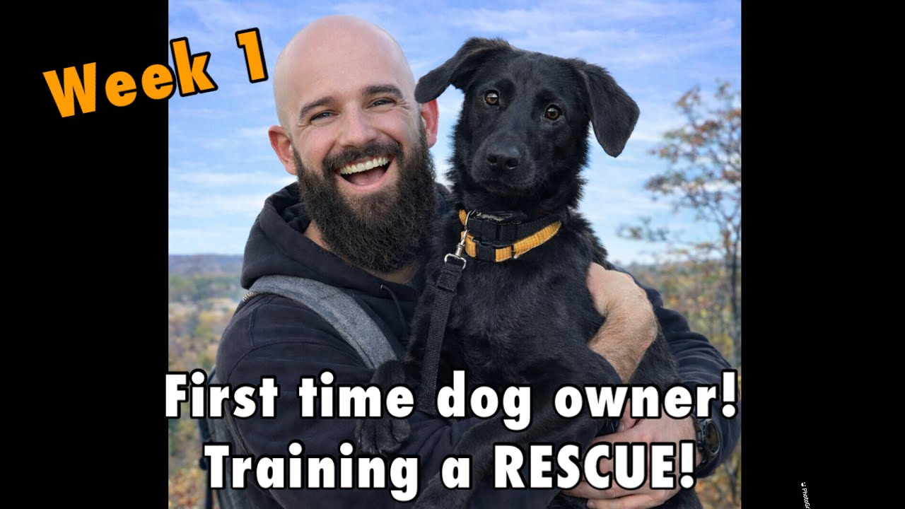 Training my black lab as a first time dog owner! 
