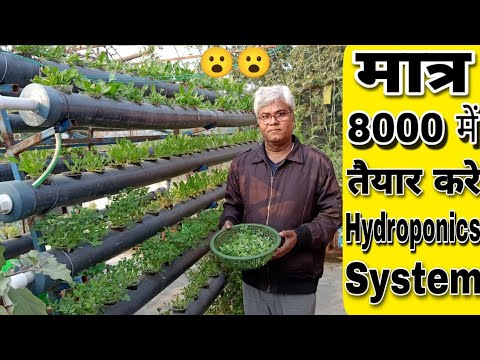 सिर्फ 8000₹ में छत पर तैयार करे इतना बड़ा Hydroponics system और तोड़े बहुत सारी सब्जिया।