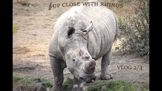 Close Encounter With Rhinos. Dinokeng Game Reserve Vlog 2