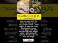 పాము కాటు విషం వెంటనే తగ్గించే వేరు తెలుసా #shorts #snake.#villagetips #indianvillage #naturelife