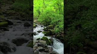 🌿 Breath Of The Forest【Meditation Music By Doczky】Fxprosound