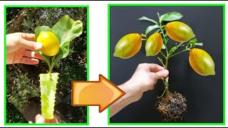 LEMON here's how to HAVE A NEW PLANT in a simple, fast and correct way, LEMON REPRODUCTION, LEMON