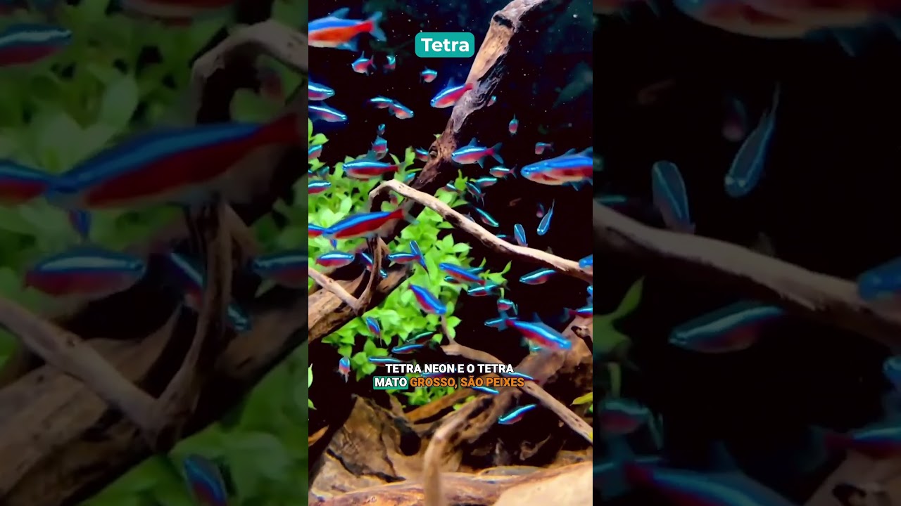 Quer montar um aquário e não sabe como começar? Escolha um destes peixes! #Cobasi #Peixes #Aquarismo