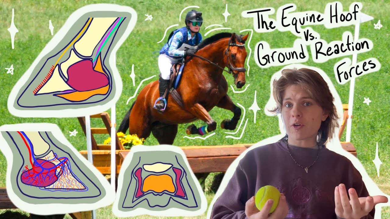 Equine Hoof Anatomy and Physiology V. Ground Reaction Forces Science
