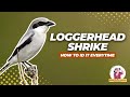 Loggerhead Shrike The Little Predator Of The Pasture ID Tips Look Alikes Loggerhead Shrike The Little Predator Of The Pasture ID Tips Look Alikes