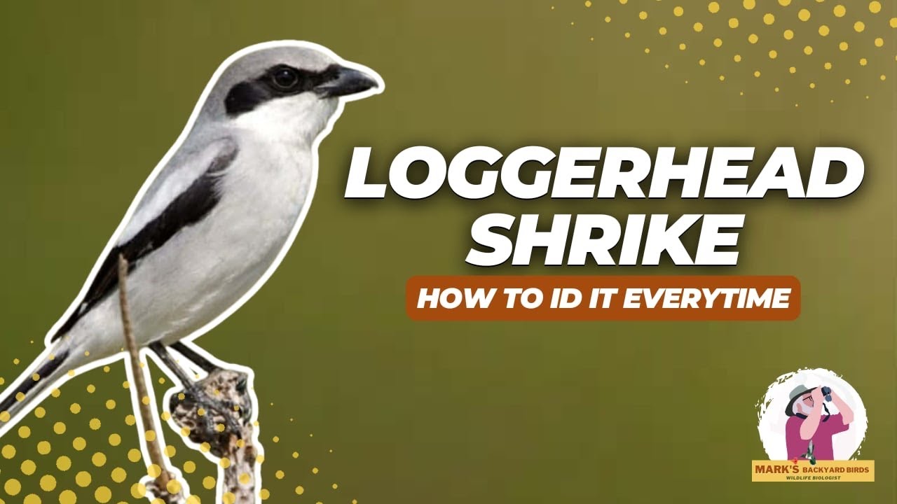 Loggerhead Shrike: The Little Predator of the Pasture (ID Tips +