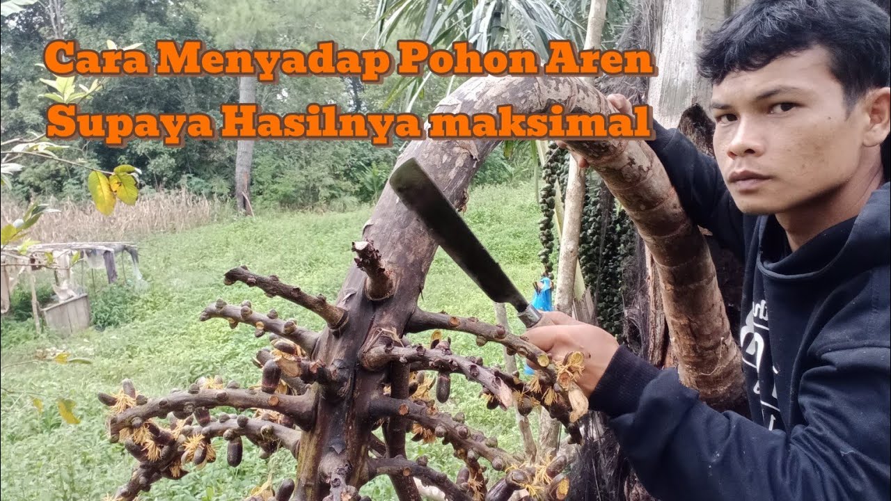 Cara Memotong Manggar Pohon Aren