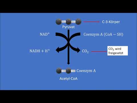 Video: Was sind die Reaktionspartner der Mitochondrien?