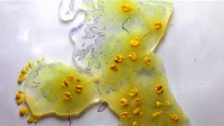 Slime Mould phenomenon