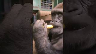 This Gorilla Loves Bananas! #Gorilla #Eating #Banana #Asmr