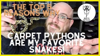 The Top 5 Reasons Why Carpet Pythons Are My Favorite Snakes!  no. 157