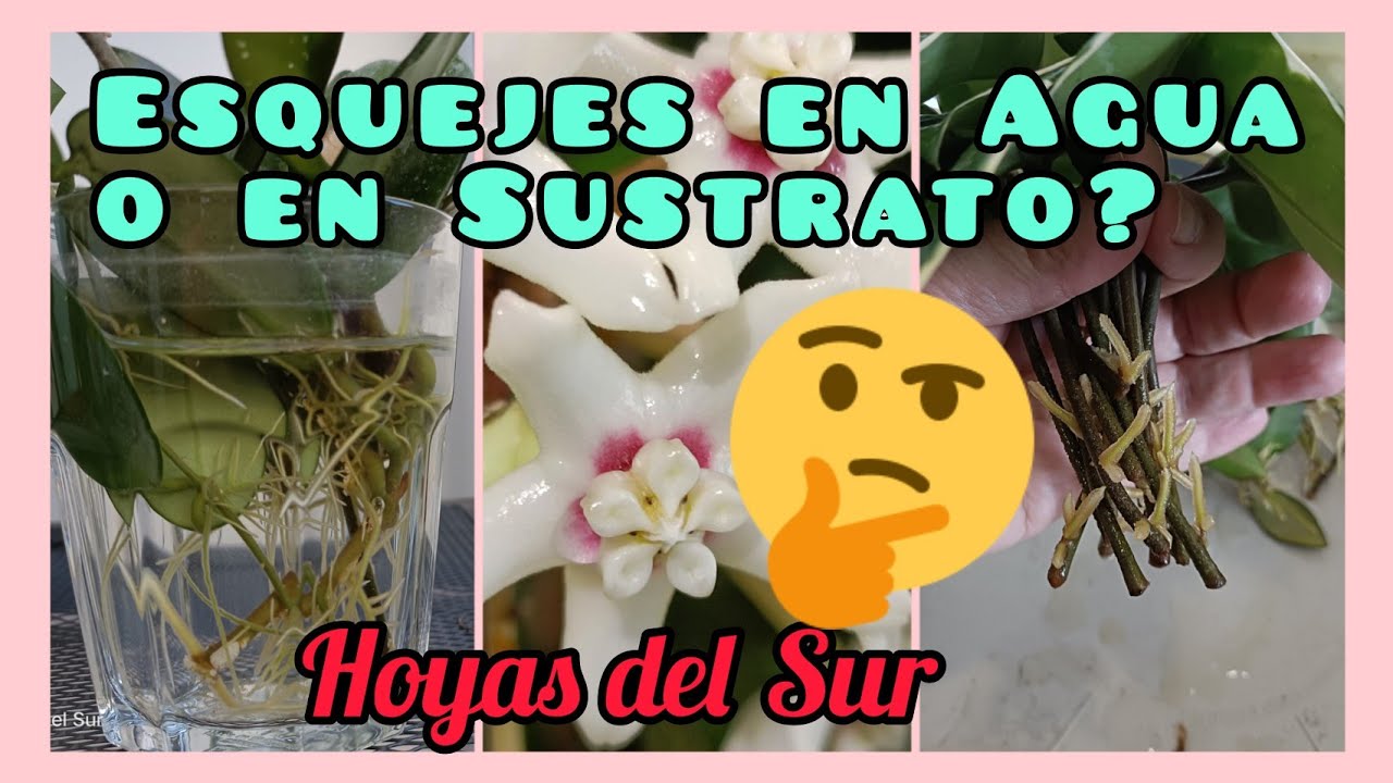 ENRAIZAR EN AGUA O EN SUSTRATO? Hoya, Flor de Cera, CLEPIA, Nácar. Hoyas del Sur.