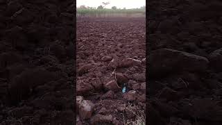 धरणी माता #music #song #shetkari #mini   #old #song #songs #marathi #shortvideo #shortsfeed#shorts