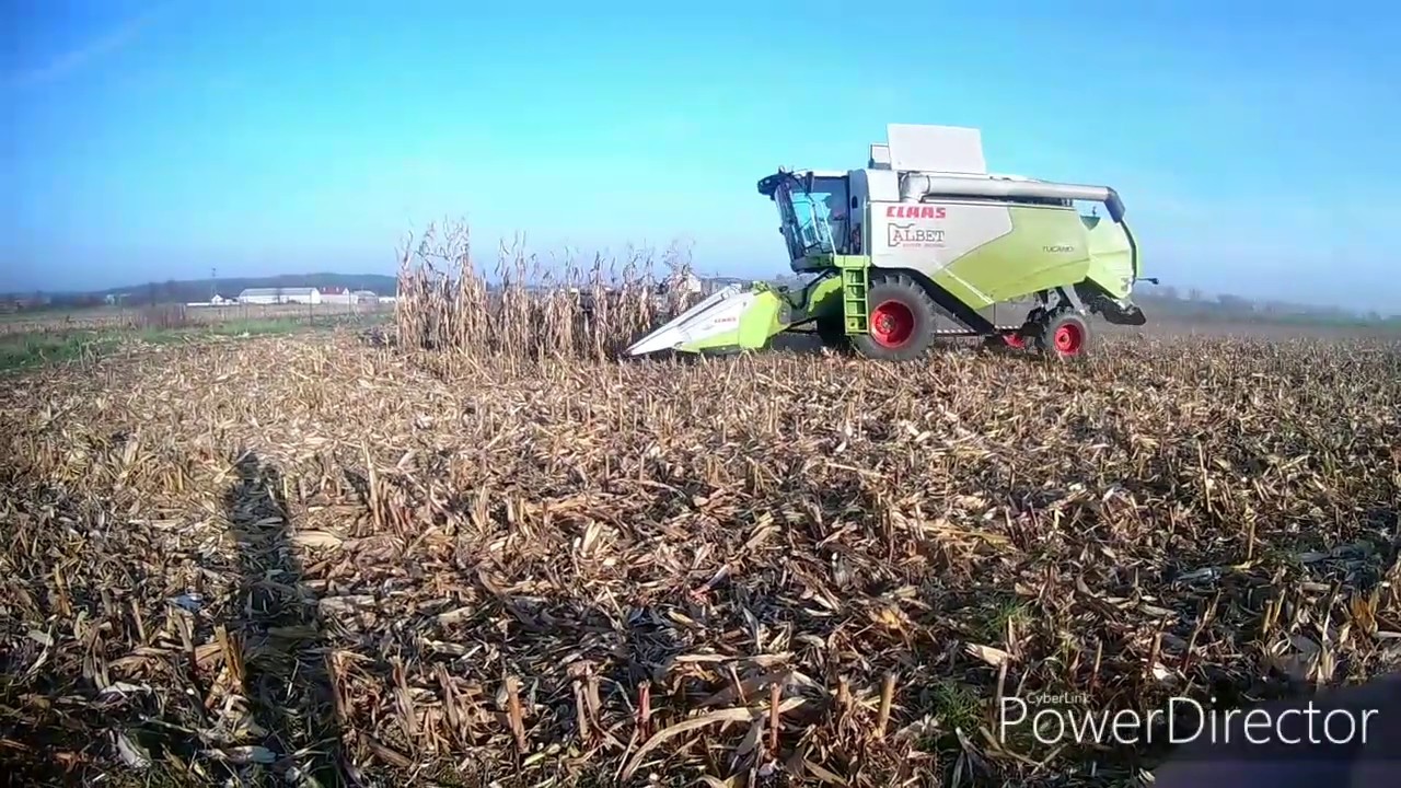 Kukurydza na 2 kombajny. ||Claas Tucano 420||New Holland CX5090 Elevation||