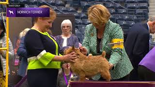 Norwich Terriers | Breed Judging 2024