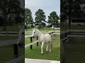 Aniversrio do meu primo na fazenda white horse cavaloshow farm vidasaudavel