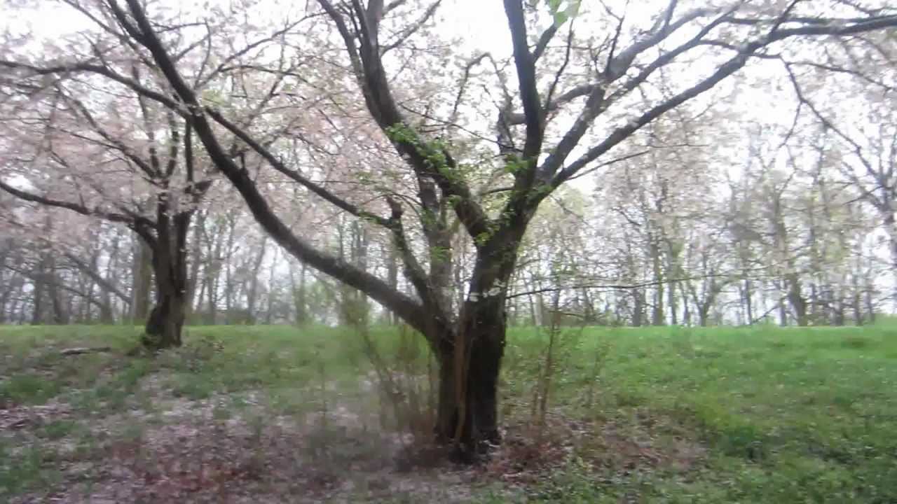 Beautiful Rain and Falling Flower Petals