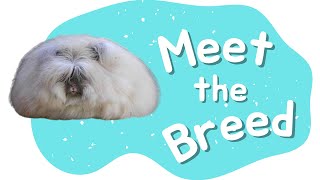 English Angora Rabbit | Meet the Breed  Episode 1