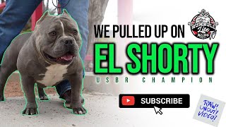 American Bully Usbr Champion El Shorty