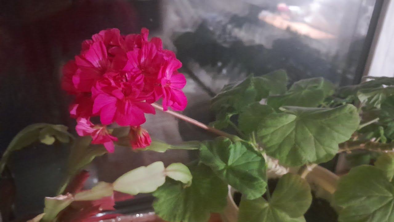 Терять друзей больно😪грустно/Купила Швейную Машинку/Радость со слезами на глазах. #рек #дом #влог