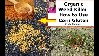 Organic Weed  Killer! How to Use Corn Gluten Meal to KILL WEEDS BEFORE They Grow! 🌱 Shirley Bovshow screenshot 4