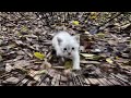 全力で追いかけてくる子猫ｗww