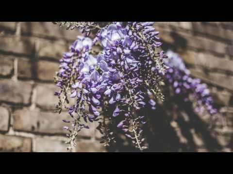 在 YouTube 上观看 Alan Ibanez: Born Again (Max Blade Remix)