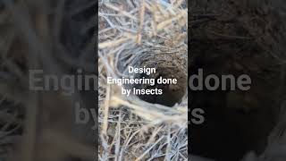 #music #animals #insects #engineering #wildlife #latestnews #guntur