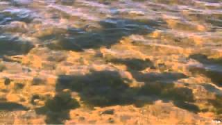 Silent Invaders - Lake Michigan
