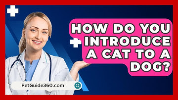 How Do You Introduce A Cat To A Dog? - PetGuide360.com