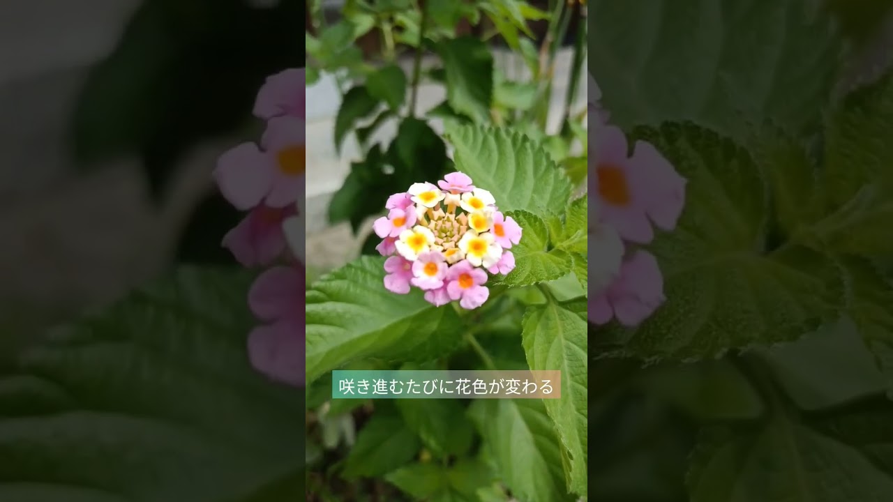 ガーデニング ランタナ 和名は七変化です Youtube ガーデニング ランタナ 和名は七変化です Youtube