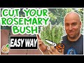 Pruning Rosemary Bush To Promote Growth | Simple Way