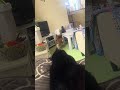 起こしにきたら、ゆきがいた！ #かわいい猫 #cat #元野良猫ころちゃん