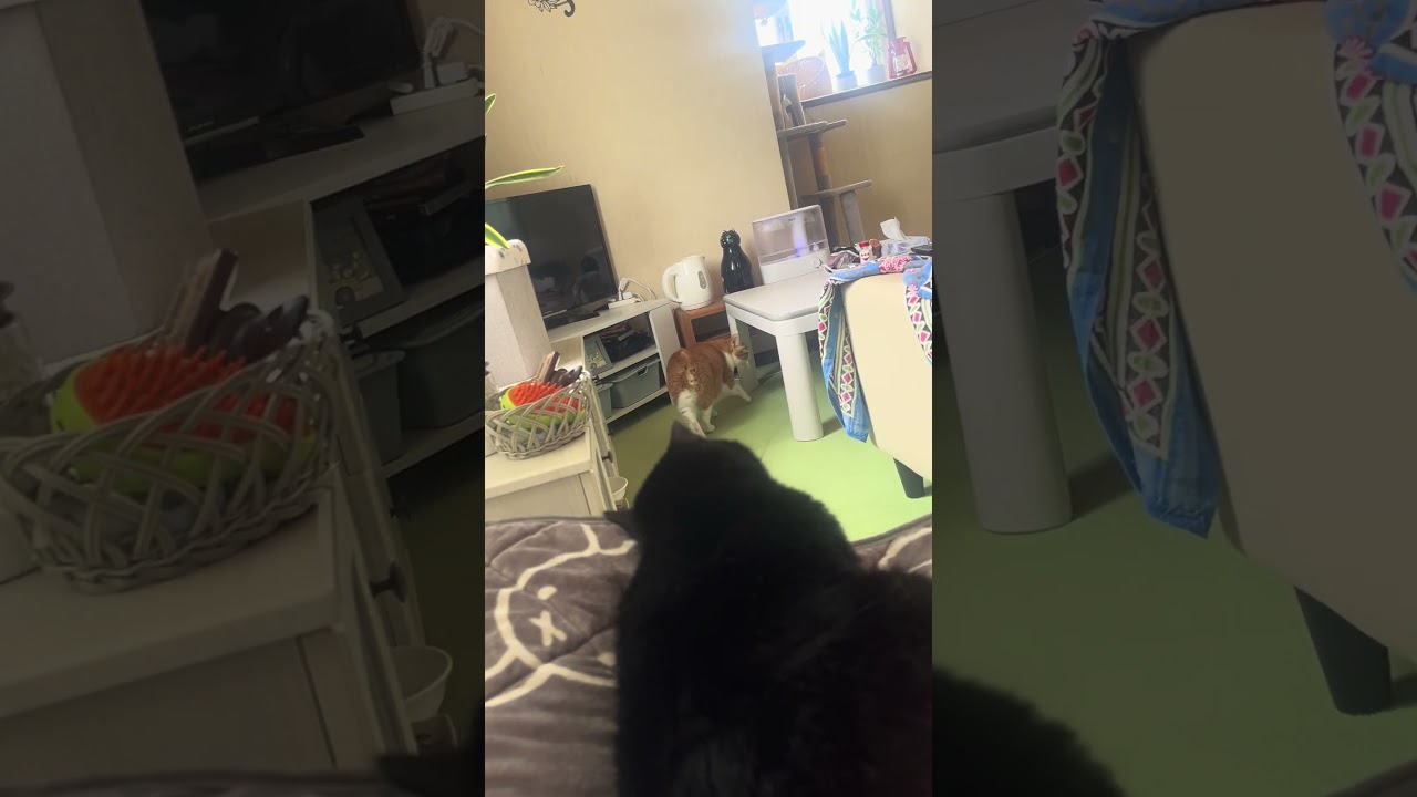 起こしにきたら、ゆきがいた！ #かわいい猫 #cat #元野良猫ころちゃん