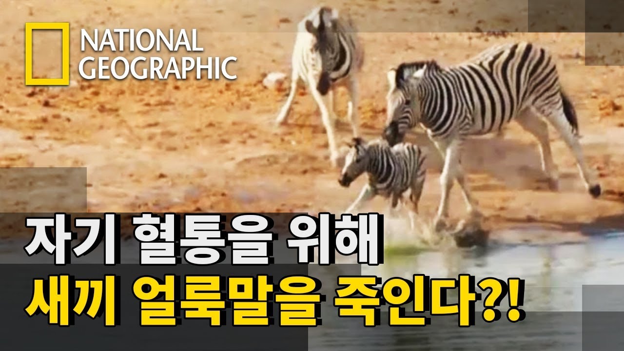 얼룩말 새끼를 죽이려고 하는 새로운 대장 얼룩말!