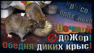 (О) Ночной доЖор! Дикие крысы на выгуле, или что будет если слишком дого чистить клетку. (Wild Rats) (О) Ночной доЖор! Дикие крысы на выгуле, или что будет если слишком дого чистить клетку. (Wild Rats)